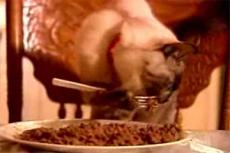 В Америке живет кошка, которая ест только вилкой