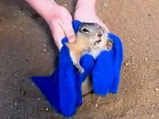 Звездой Youtube стал суслик «Винни-Пух»