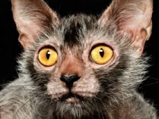 Американцы вывели породу кошек-оборотней
