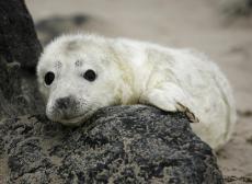 Тюлений беби-бум на острове Гельголанд