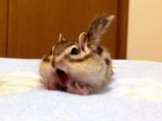 Сонный бурундучок зевнул и собрал миллион просмотров