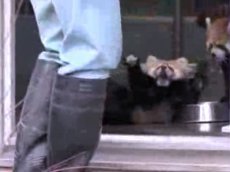 Малыш панды собрал 400 тысяч просмотров на YouTube!