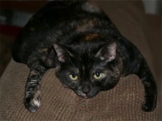 Приют для животных разместил рекламу на YouTube