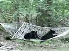 Медвежата в гамаке