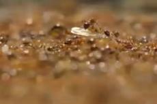 Муравьи создали живой плот во время потопа, чтобы спасти королеву и яйца