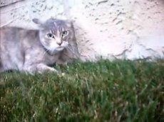 Драка котов глазами одного из участников