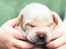 В Англии мальчик смыл грязного щенка в унитаз