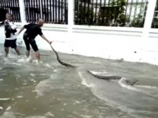Огромная змея появилась в центре Бангкока во время наводнения