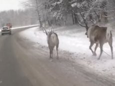 Жители Кемерова засняли на видео бегущих по городу оленей
