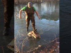 Мужчина спас оленёнка из ледяного плена