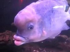 Рыбка с губами Джоли