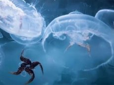 Нашествие медуз у берегов Новороссийска