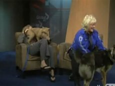 Собаки в прямом эфире