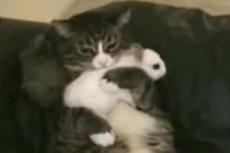 Кошка усыновила крольчат