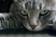 Коты осваивают человеческую речь