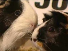 Две морские свинки попали в Книгу рекордов Гиннесса