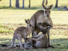 Умирающая кенгуру попрощалась со своим малышом