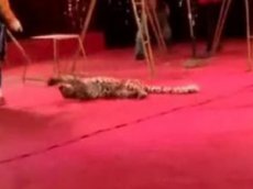 Нападение леопарда на детей в цирке