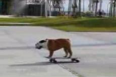 Собака оседлала скейтборд