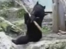 Медведь продемонстрировал приемы кунг-фу