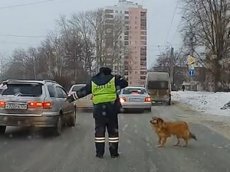 Инспектор ГИБДД остановил машины, чтобы перевести через улицу хромую собаку