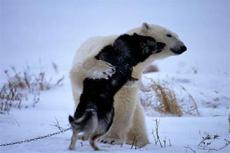 Белый медведь подружился с собакой