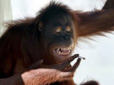 Орангутанг Ширли из Малайзии обожает … курить!