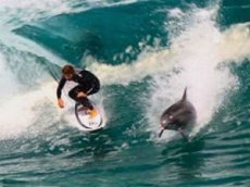 Сеть покорило видео сёрфингиста и дельфина