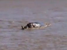 Бегемот спас тонущую зебру