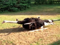 Голландский художник заставил летать мертвого страуса