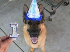 Видео с взрослеющей овчаркой стало хитом на YouTube