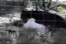 В Колорадо медведь напал на дрессировщика