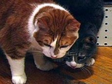 Свадьба котов-геев в приюте для животных