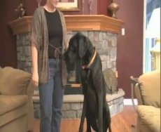 Самая большая собака в мире