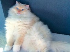 Пользователей Instagram покорил кот-облако