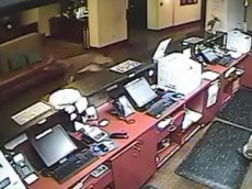 В отель вломился бешеный олень