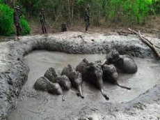 Зоозащитники спасли шестерых тонущих в трясине слонят