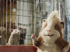 Тина Канделаки озвучила морскую свинку