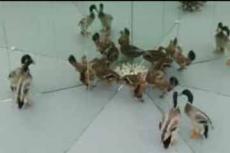 Чудо-калейдоскоп с живыми животными