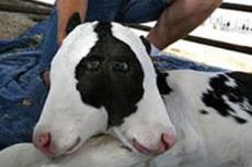 Теленка-мутанта отпаивают молоком