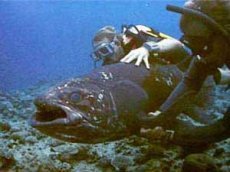 Биологи сняли на камеру доисторическое животное