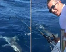 Ван Перси поймал акулу на рыбалке