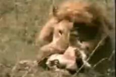 В Кенийском заповеднике лев убил всех своих дитенышей