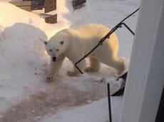 На Ямале семья белых медведей пришла к вахтовикам