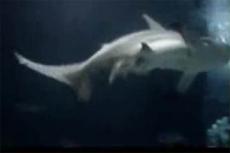 В Альбукерке акула принесла потомство в неволе