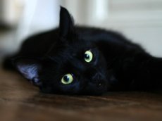 Кот-невидимка стал звездой интернета