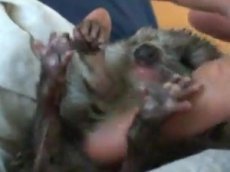 Cчастье ежика