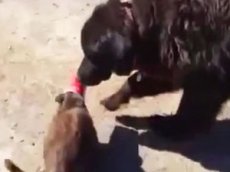 Пес спас кота из ловушки и стал звездой YouTube