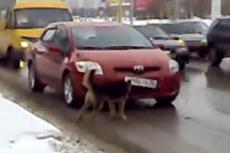 Собака оторвала номер у машины