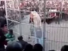 В цирке тигр вырвался из клетки и напал на зрителей